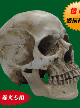 树脂骷髅头艺用人体模型美术