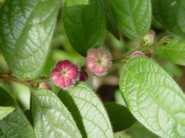 宝天曼特产 算盘子树苗 金骨风 狮子滚球 野南瓜 包活