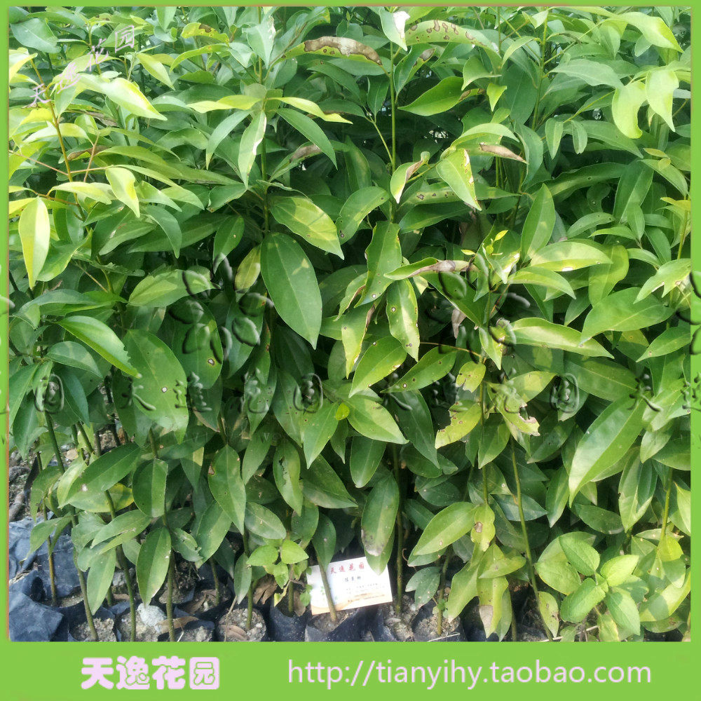 冲冠满包邮 绿化树苗 阴香苗 天竺桂苗 山玉桂苗 香胶叶苗