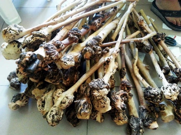 云南特产黑果树黑果木背锤捶背 木雕 天然树瘤原生态半成品大瘤3