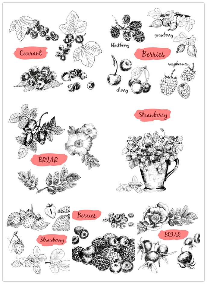 矢量设计素材 手绘植物草莓蓝莓黑莓樱桃花朵线稿 EPS格式源文件