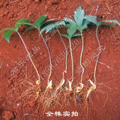 包邮 农民直供云南文山三七苗一年生田七根苗产地发货满30元 自动