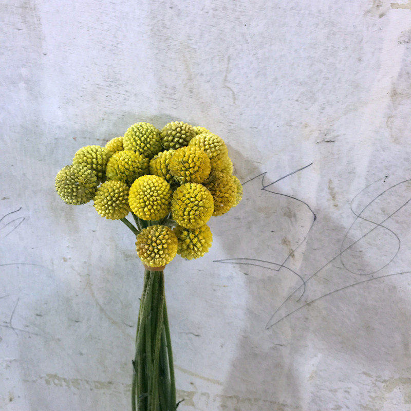 黄金球鲜切花上海鲜花速递花束艺术插花可做干花江浙沪皖两扎包邮