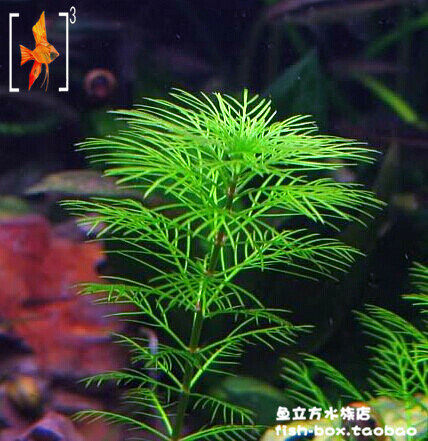 绿羽毛水草/迷你羽毛草 鱼缸造景中后景草 水下草 适合草缸虾缸