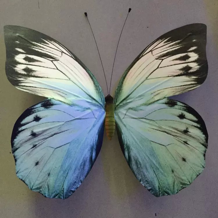 定做动物模型高彷蝴蝶翅膀 蜻蜓 舞台装饰拍摄道具玩具