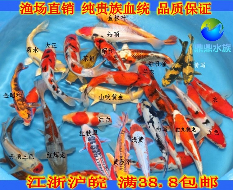 观赏鱼锦鲤鱼活体鱼宠物三色大正鱼