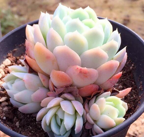 韩国进口冰梅多肉植物