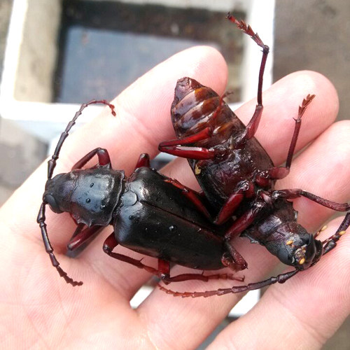 2020年冰冻山山牛新鲜活体栓栓牛食品(公)母山水牛2件包邮