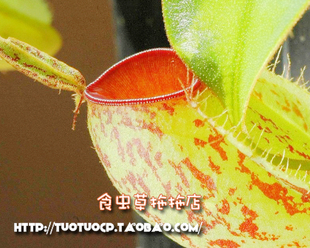 盆栽 食虫植物-红唇少斑苹果猪笼草