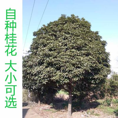 桂花树20年大树 八月桂金桂绿色植物桂花批发