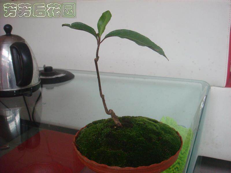 朱砂根微景观盆栽植物富贵籽富贵子苗黄金万两八爪金龙红凉伞