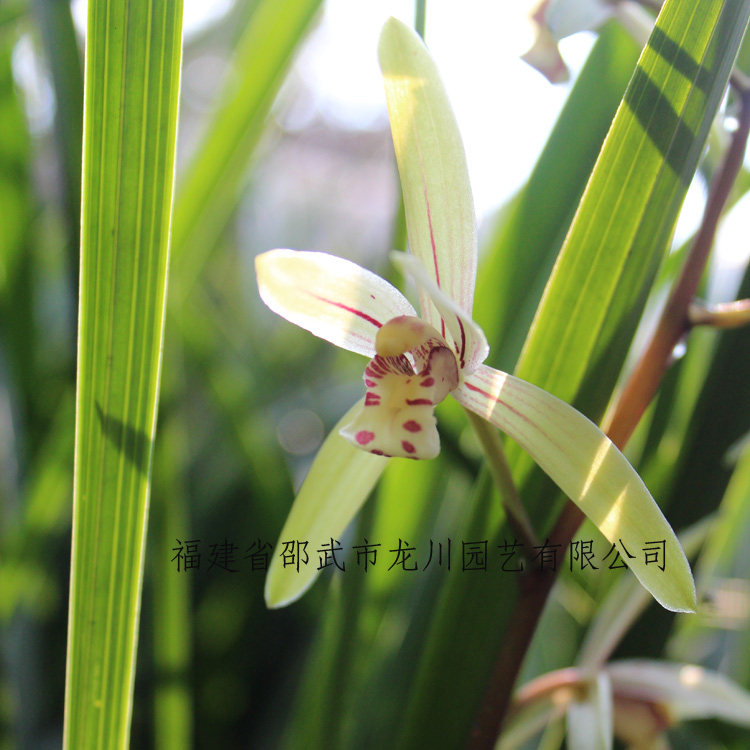 兰花 大青 建兰 家庭阳台办公室易生长四季兰 盆栽绿植 芳香花卉