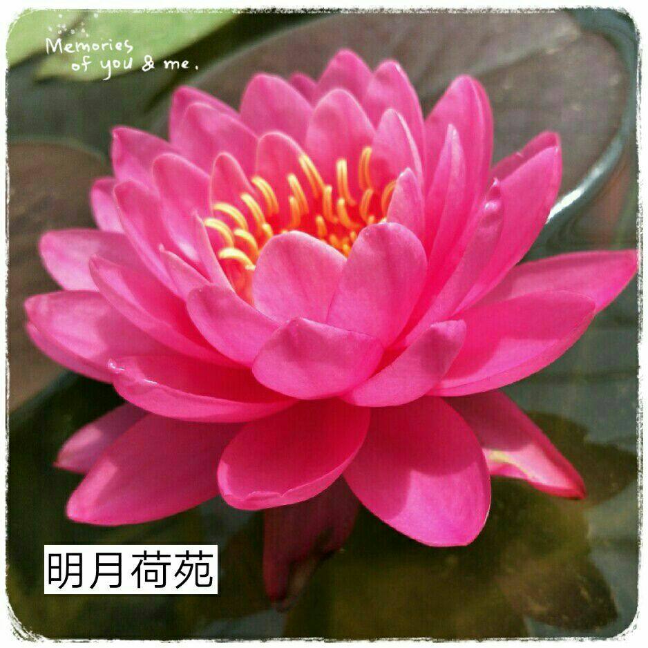 莹宝石粉红色耐寒睡莲花大重瓣水生花卉易开花多年生观花植物水景