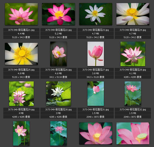 荷花莲花 专业高清图片 素材图库
