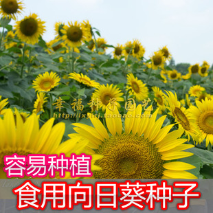 【食用向日葵种子】太阳花 葵瓜子种子 美国矮大头向日葵花子籽