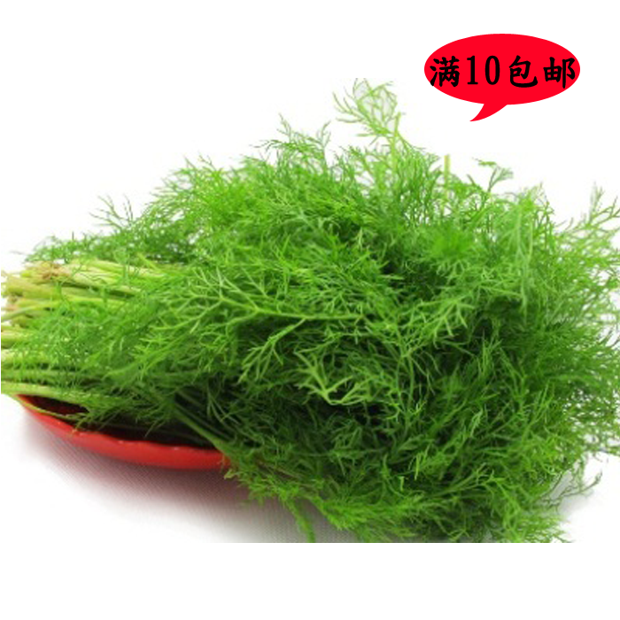 割茬茴香蔬菜种子四季种植 高产 阳台种菜 盆栽 蔬菜大田种植