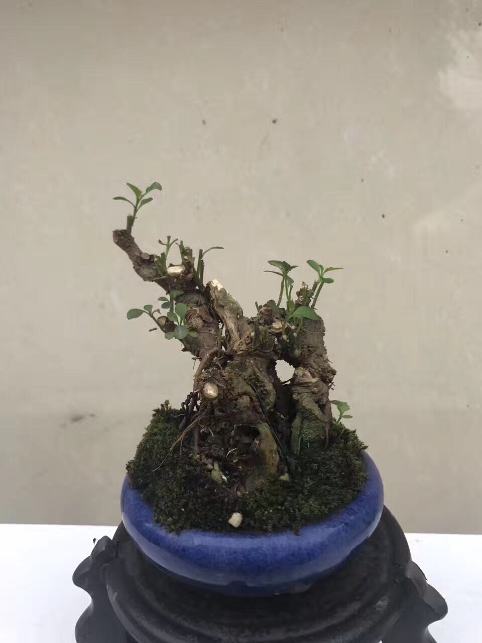 【微型求败】微型矮霸珊瑚豆盆景