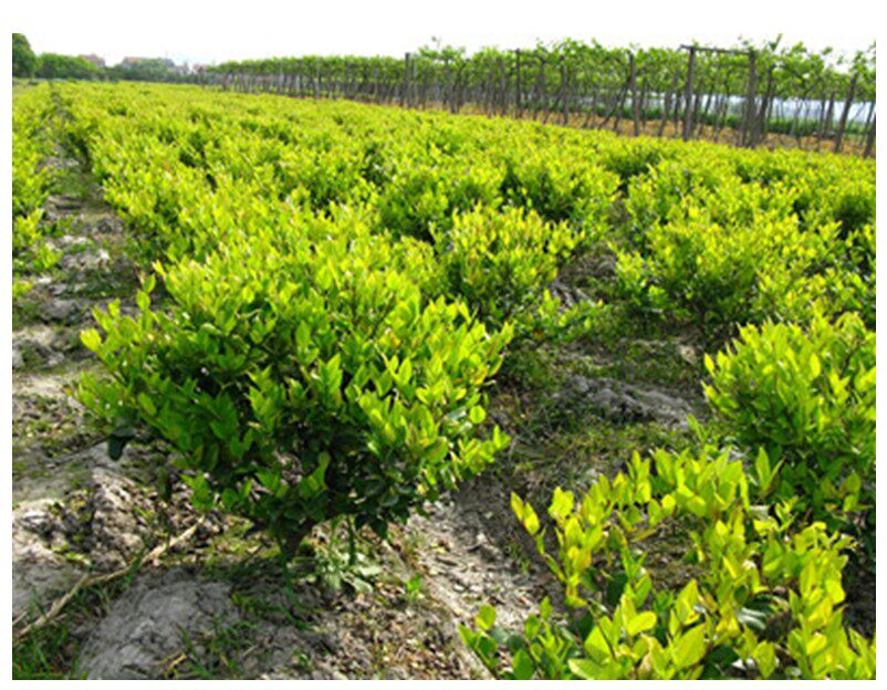 金森女贞苗小苗床苗 工程绿化苗木庭院绿篱植物花卉苗木园林景观