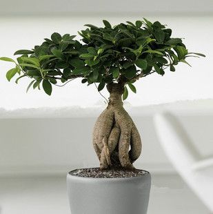 榕树树桩盆景 植物室内桌面盆栽人参榕 小叶榕四季常青地瓜榕易养