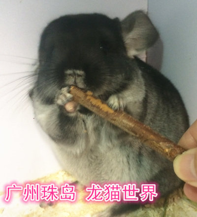 3个月大龙猫宝宝 丝绒黑DD 广州实体店 现售中 欢迎到店挑选