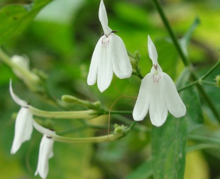 爆款热卖白鹤灵芝草苗仙鹤草藓草青草茶原料趣味庭院绿植易养好活