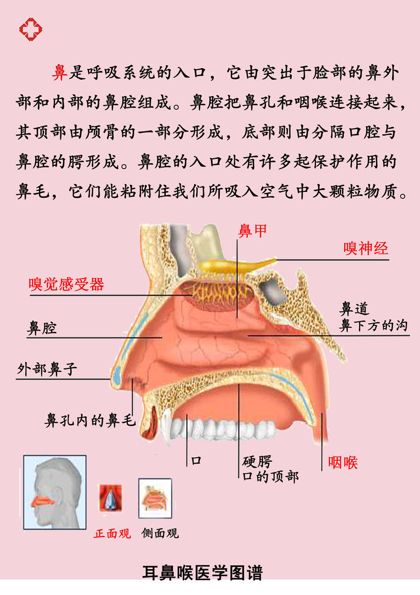 海报印制素材350养生2001鼻腔完整结构 耳鼻喉 图谱 医疗 医院psd