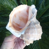 天然大海螺贝壳红皱岩螺石头螺红鲤螺寄居蟹换壳鱼缸装 饰多肉盆栽