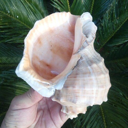 天然大石头海螺鱼缸装饰多肉盆栽