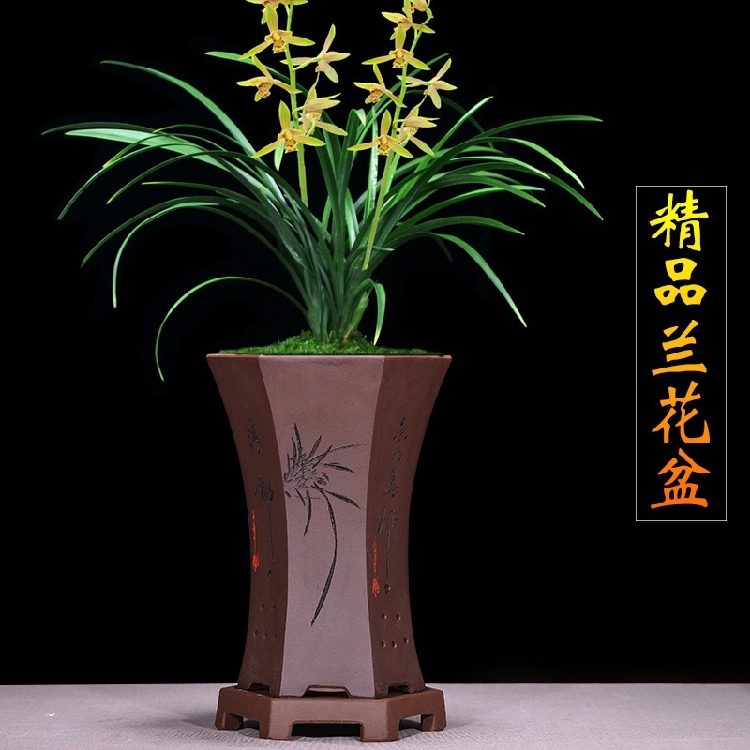 紫砂兰花盆君子兰带托盘兰草盆景陶瓷盆栽室内客厅兰花专驰兆