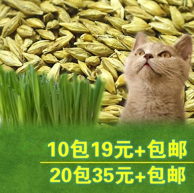 ´óÒ¶³èÎïè²ÝÖÖ×Ó10g »¯Ã«Ã¨ ·¢Ñ¿ÂÊ¸ß Ã«Ã¨ ÁãʳÓÃʳƷ