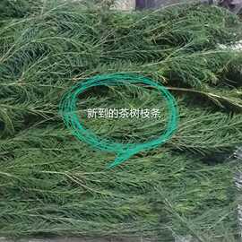 优果儿澳洲茶树鲜枝条饱和纯露杀菌消yan收敛调节油脂250ml