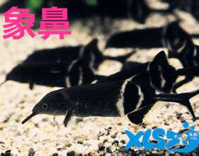 象鼻鱼海豚鱼观赏鱼进口活体