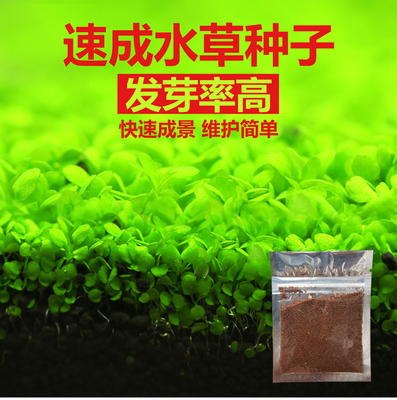 鱼缸水草种子活体懒人造景装饰水生植物套餐真草海草缸牛毛草对叶