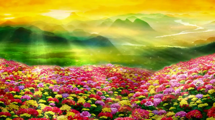 唯美阳光青山百花齐放金光花海云海舞台晚会演出led背景视频素材