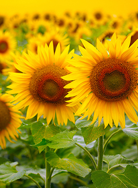 鲜花花朵海报 向日葵向阳花太阳花 高清海报自然风景装饰画F8868C