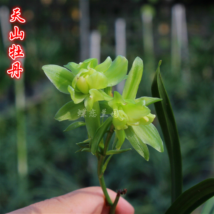 蝶恋兰园 天山牡丹 浓香兰花建兰四季兰树型奇花花卉绿植盆栽包邮