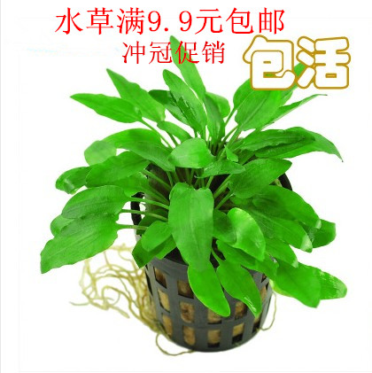 鱼缸造景装饰植物阴性咖啡中前景