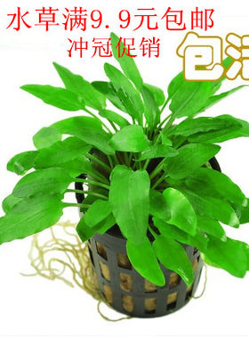 鱼缸造景装饰植物阴性咖啡中前景