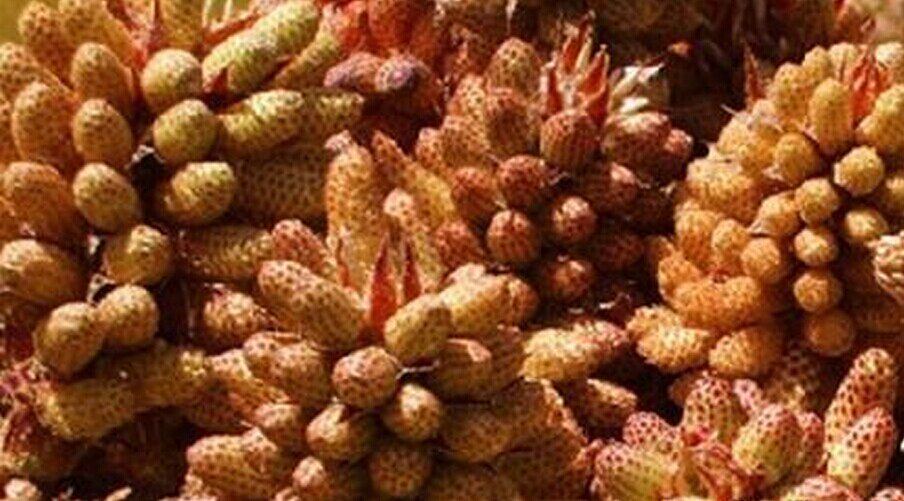 天然中药材破壁松花粉/正品松花粉/500克