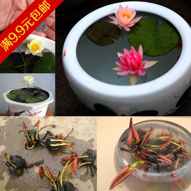 迷你小睡莲花根茎根块 盆栽花卉室内开运植物水培植物 4个包邮