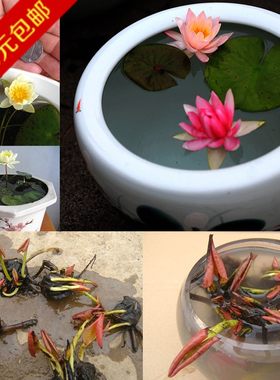 根茎盆栽水培植物睡莲花4个包邮