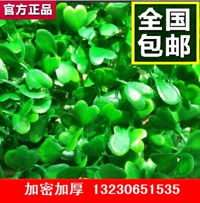 仿真草坪 双层加密米兰草 批发人造草坪塑料假草坪 40*60雕刻版|ruв категории доставка цветов/цветок моделирования/растения садоводства, искусственные цветы/растения/фрукты и овощи готовой продукции (новая), моделирование растения - от Buy2taobao.com для оказания профессиональной услуги покупки агента Taobao