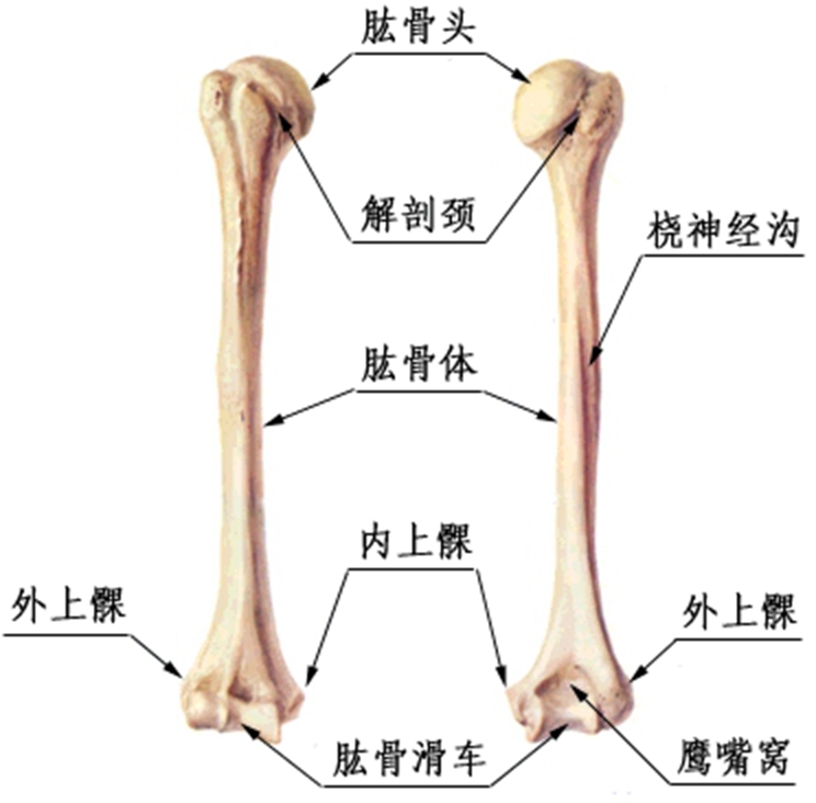 人体1:1肱骨模型骨骼骨架医O用教学讲解教具