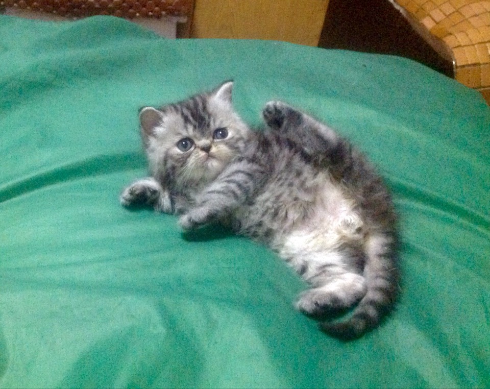 自家猫咪生的健康宝宝满月喽 超好看银虎加菲dd超便宜