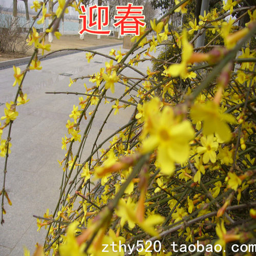 迎春花春季当年开花庭院攀援花卉