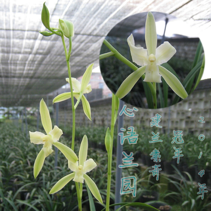 兰花苗 建兰(四季兰) 奇花素心素花  素三星蝶冠年90元/苗