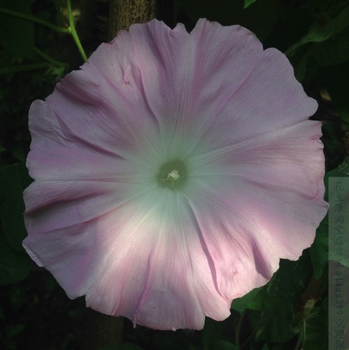 新春之光三粒起拍 巨大特大牵牛花种子爬藤朝颜喇叭花盆栽