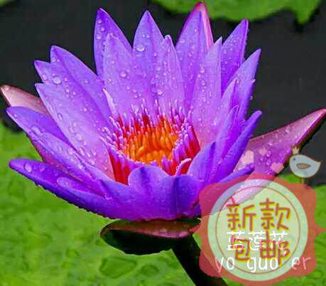 优果儿蓝莲花饱和纯露深度补水保湿舒缓镇静500ml包邮