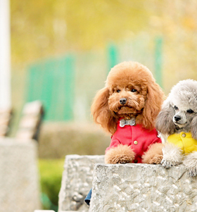 宠物店装饰画个性狗狗画报动物宠物高清海报定做房间装饰画 G484B