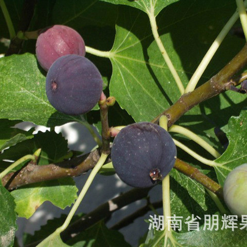 基地直销无花果树苗木日本紫果